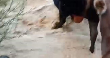 Yusufeli'nde yağış sonrası taşan dereden geçen büyükbaş hayvanlar