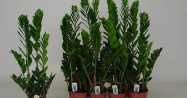 Zamia Çiçeği Bakımı Hakkında Pratik Bilgiler