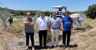 Zeytin ağaçları sağlıklı büyüyor, Milas ekonomisi güçleniyor