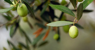 Zeytin Yaprağı Yağı ile Belinizi İnceltin! Uzun Süre Tokluk Hissi Veriyor