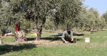 Zeytinyağı Tesisi Mahallelinin Geçim Kaynağı Oldu