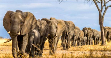 Zimbabve'de Gizemli Bir Şekilde Ölen Fil Sayısı 34 Oldu