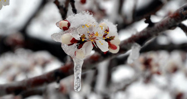 Zirai Don Nedir?