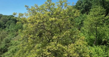Zonguldak Ormanlarında Baharın Gelişi