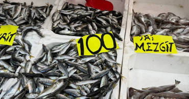 Zonguldak'ta İstavrit Bolluğu: Kilosu 100 Lira