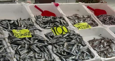 Zonguldak'ta İstavrit Bolluğu: Kilosu 100 Lira