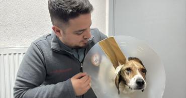 Zonguldak'ta Kanserli Köpek Kurtarıldı