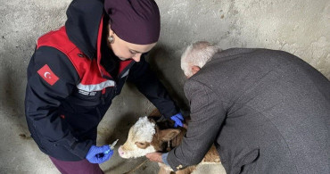 Zoonoz Hastalıklarına Karşı Aşılama Faaliyetleri Adıyaman'da Devam Ediyor