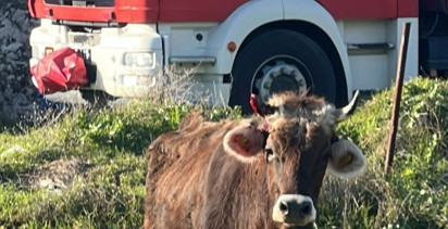 Balıkesir'de Kuyuya Düşen İnek Kurtarıldı