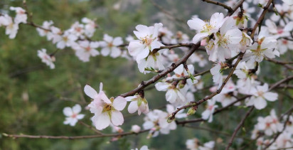 Bucak'ta Badem Ağaçları Şubat Ayında Çiçek Açtı