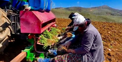 Dinar'da Kekik Yetiştiriciliği Projesi Başladı