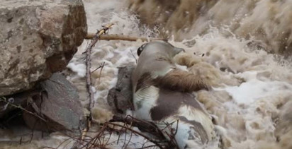 Erzurum'da Boz Ayı Oltu Çayı'nda Hayatını Kaybetti