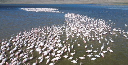 Gelingüllü Barajı'ndaki Flamingoları Jandarma Koruyor