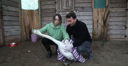 Göç Yolu Yorgunu Kuğu Kızılırmak Deltası'nda Tedavi Edildi