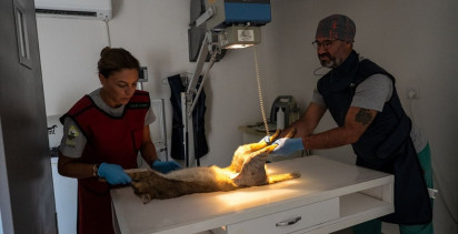 İzmir Doğal Yaşam Parkı'nda Tedavi Edilen Saz Kedisi Doğaya Salındı