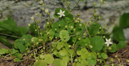 İzmir'de Yeni Endemik Bitki Türü: İzmir Göbek Otu