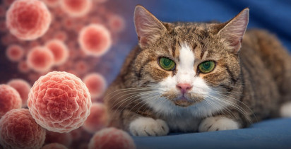 Kedilerdeki Kanser Genetiği İnsanlarla Benzerlik Gösterdi