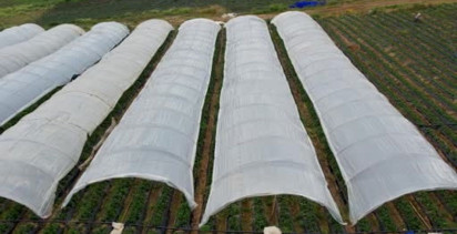 Köprübaşı Çileği: Çiftçilerin Umudu