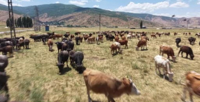 Muş’ta sıcaklarda mandaların nehirdeki serinleme anları