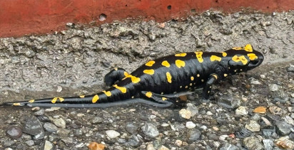 Nesli Tehlikede: Sarı Benekli Semender Hatay'da Görüntülendi