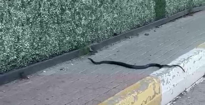 Şırnak'ta Dikey Bahçede Yılan Paniği