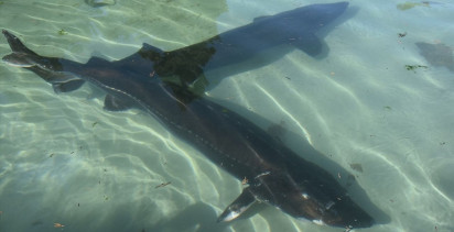 Trabzon'da Mersin Balığının Korunması İçin 25 Yıllık Mücadele