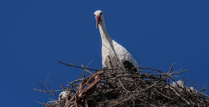 Yaren Leylek ve Eşi Nazlı'nın Eskikaraağaç'taki Yeniden Buluşması
