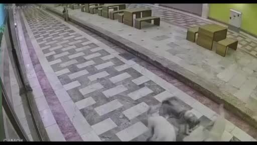 6 sokak köpeğinin saldırısına uğrayan kedinin verdiği mücadele kamerada