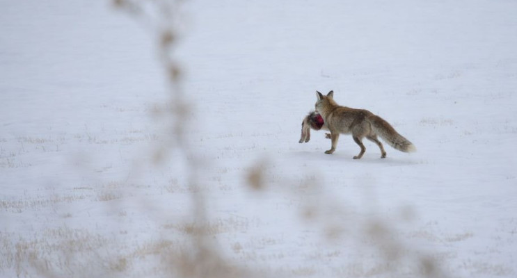 Doğudaki yoğun kar yaban hayatını olumsuz etkiliyor