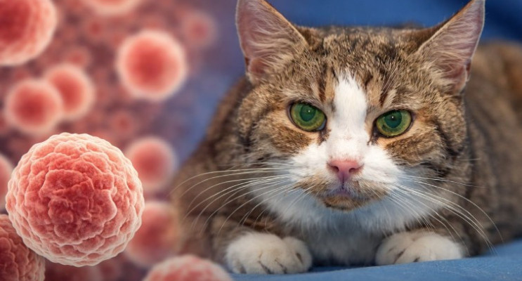 Kedilerdeki Kanser Genetiği İnsanlarla Benzerlik Gösterdi