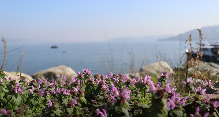 Sapanca’nın Bitki Hafızası Bilimle Korunuyor: 112 Tür Belgelendi