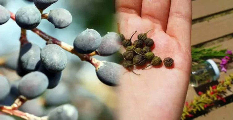 1 hafta da 4 kilo verdiren muhteşem çay! Acı çehre tohumu içerek zayıflamak mümkün! Acı çehre tohumu yararları ve yan etkileri