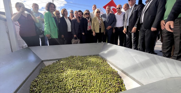 11. Uluslararası Milas Zeytin Hasat Şenliği'nde Zeytin Hasadı