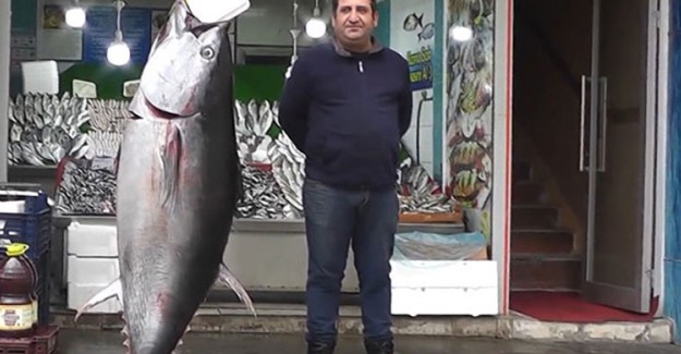 140 Kiloluk Dev Orkinos! Satışa Çıkarıldı