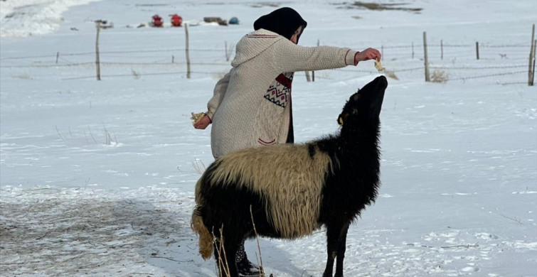 17 Yaşındaki Nimet Eşref ve Koyununun Hikayesi