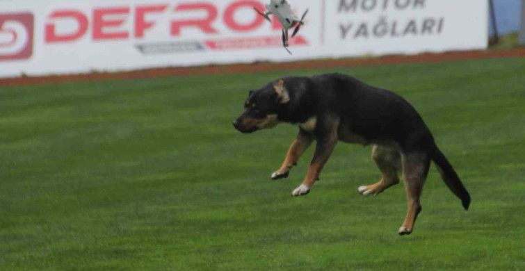 19 Mayıs Kutlamalarında Başlayan Köpek Krizi