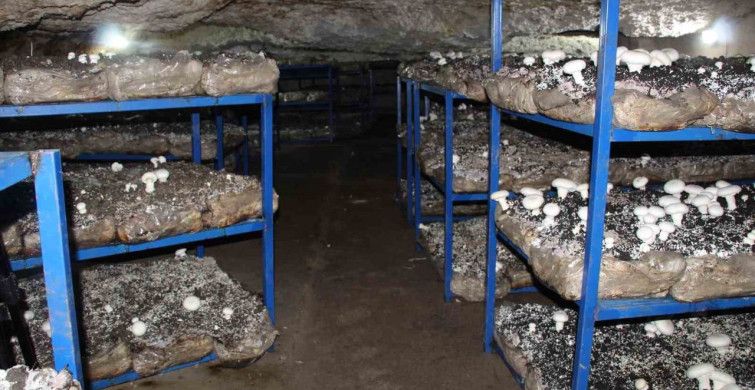 2 Bin Yıllık Mağarada Mantar Üretimi Başladı