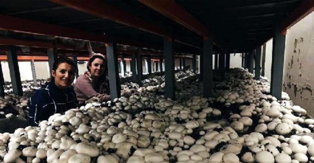 2 Kadın Mantar Tesisi Kurup 15 Kişiyi İşe Aldı