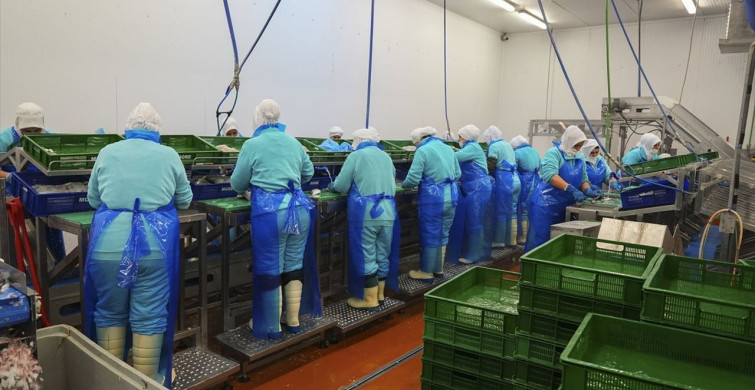 2025'te Su Ürünleri İhracatında Tarihi Rekor