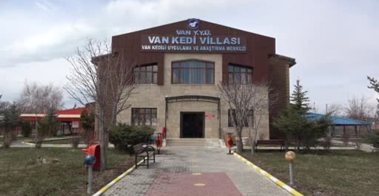 2026 Yılının İlk Van Kedisi Yavruları Doğdu