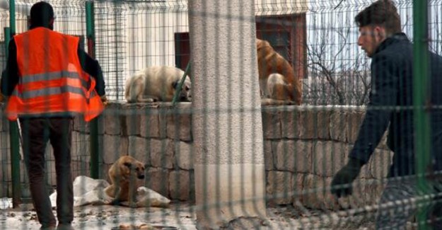 25 Köpek Bakan Hayvan Hakları Derneği Başkanı Gözaltına Alındı