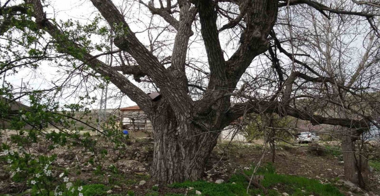 270 Yıllık Ceviz Ağacı Malatya'da Hayat Buluyor