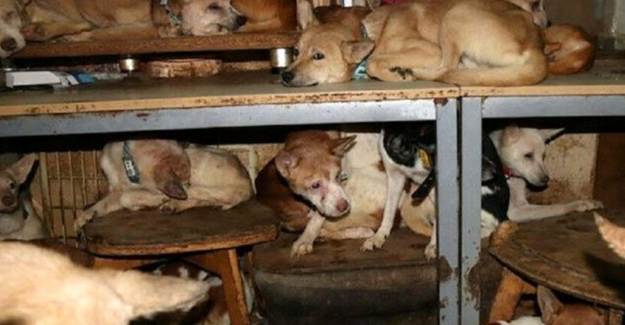 30 Metrekarelik Evden 164 Köpek Çıktı