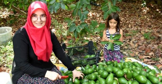 5 Çocuk Annesi Sosyal Medyadan Yılda 250 Bin Tane Avokado Satıyor