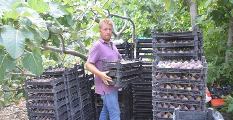 5 Tanesi 1 Kilo Ediyor! Bu Meyveyi Diken Pişman Olmuyor!