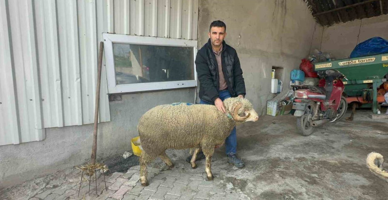 57 Yıldır Karacabey Merinosu Yetiştiriyorlar