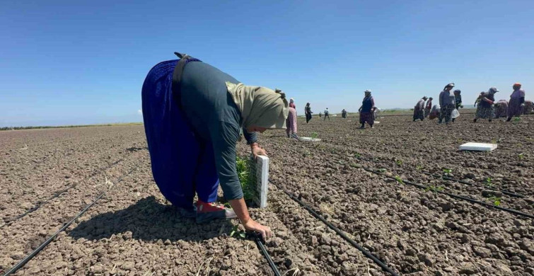 70 Yaşında Tarım İşçisi: Belindeki Platinlerle Ekmek Mücadelesi