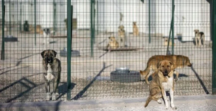 ABB barınağında vahşet iddiası! Poşete konulan köpek can havliyle kurtulmaya çalıştı