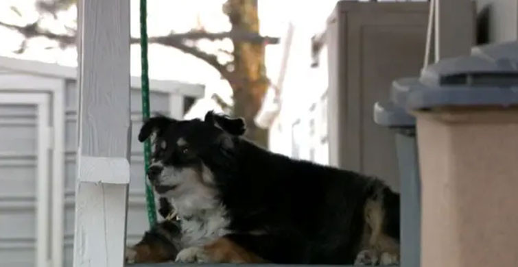 ABD'de Bir Köpeğe 5 Milyon Dolar Miras Kaldı