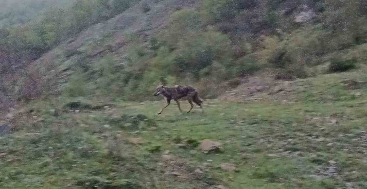 Aç Kalan Çakal Yiyecek Ararken Görüntülendi